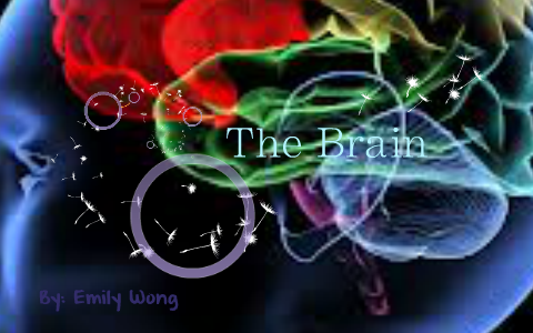 The Brain by Maddiemily Pong on Prezi