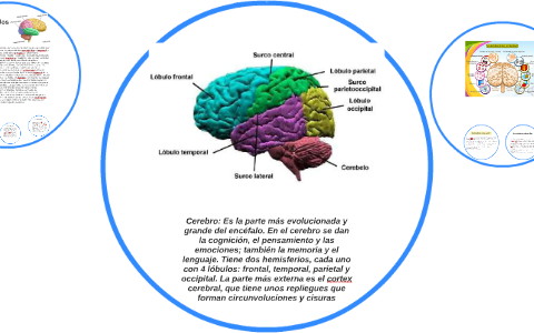 Cerebro: Es la parte más evolucionada y grande del encéfalo. by juan ...