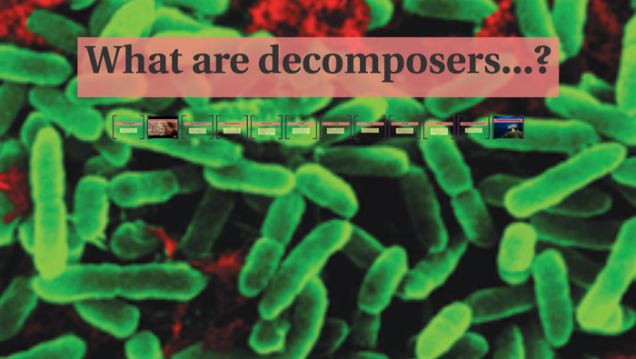 What Are Decomposers And Why Are They Needed By Jonathan Terepka On Prezi what-are-decomposers-and-why-are-they-needed-by-jonathan-terepka-on-prezi