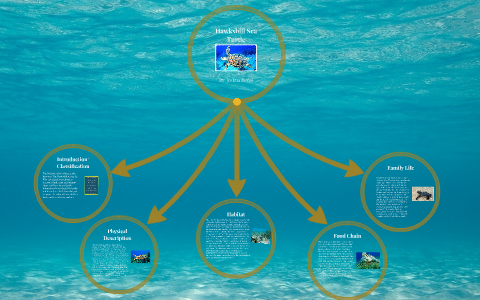 Hawksbill Sea Turtle by Joshua Reyes on Prezi