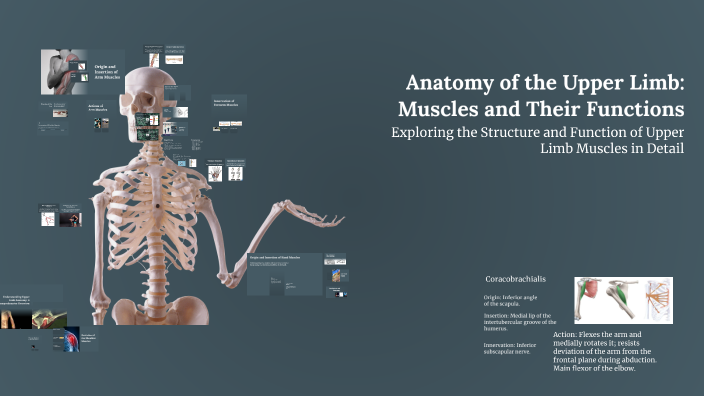 Anatomy of the Upper Limb: Muscles and Their Functions by zoribel ...