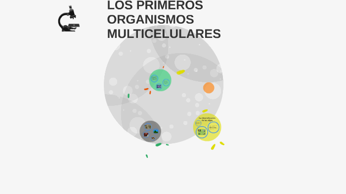 primeros organismos pluricelulares