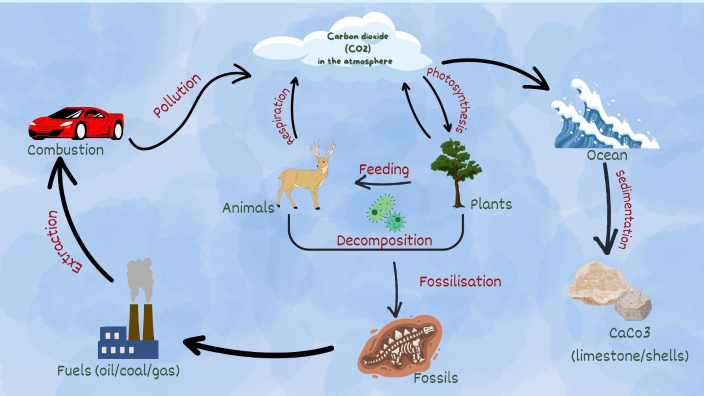 carbon cycle by Levisha Suppiah on Prezi