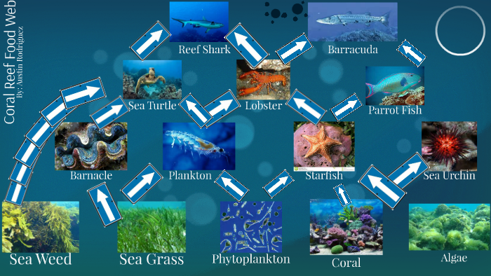 coral reef food chain video