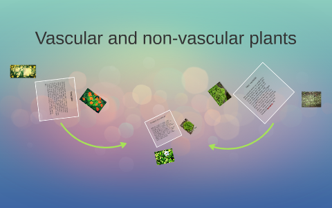 Vascular And Non Vascular Plants By Andrea Delatorre