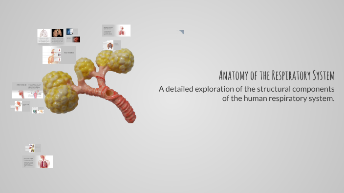 Anatomy of the Respiratory System by For Game on Prezi