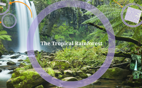 The Tropical Rainforest by Reanna Bird