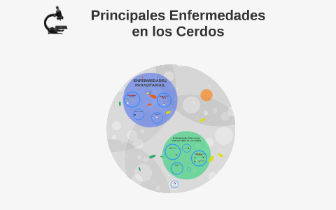 Principales Enfermedades En Los Cerdos By Elmer Romero On Prezi