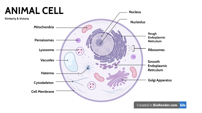 DESIGN A CELL by Victoria G on Prezi