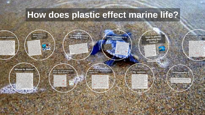 How does plastic effect marine life? by Lisa Barton on Prezi