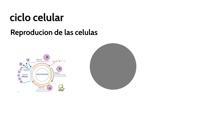 ciclo celular by Jonathan Atiaja on Prezi