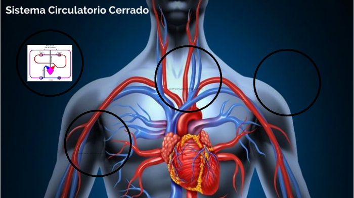 sistema circulatorio cerrado by maria vasquez on Prezi