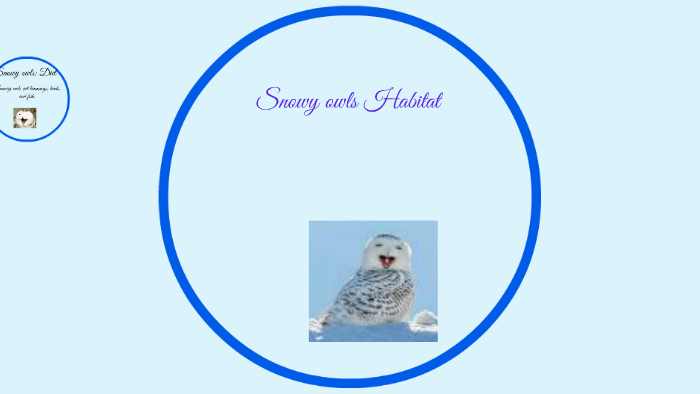 Snowy Owls Facts by Leyla Smith