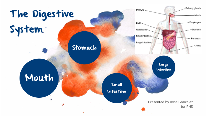 The Digestive System by Rose Gonzalez on Prezi