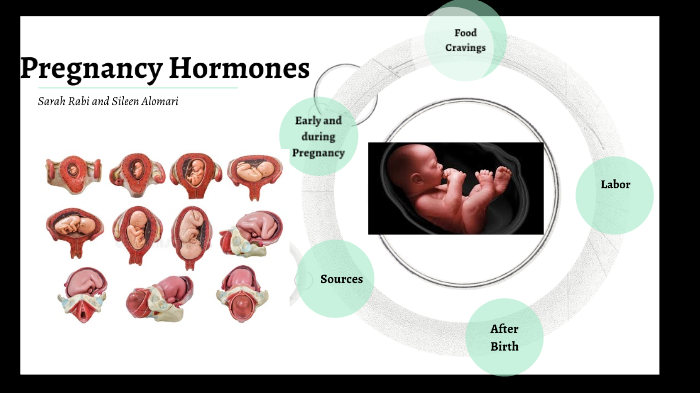 hormones during pregnancy and birth clipart