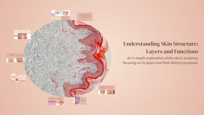 Understanding Skin Strcture Understanding Skin Structure: Layers and Functions by Maryam Mary on Prezi