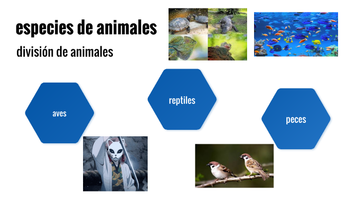 especies de animale by Cielo Fernanda PE A BERROSPI on Prezi Next