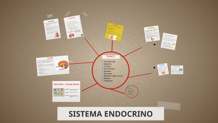 SISTEMA ENDOCRINO by Emma GP on Prezi