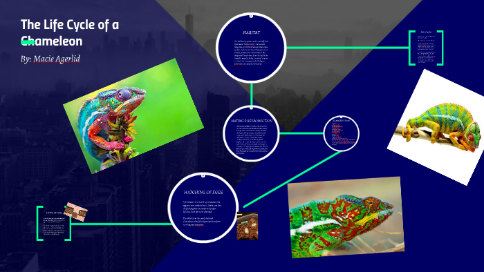 The Lifecycle Of a Chameleon by Macie Agerlid on Prezi