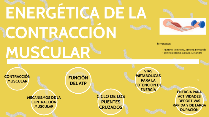 Fuentes De Energía Para La Contracción Muscular