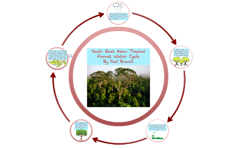 South East Asian Tropical Rainforest Water Cycle by Paul Branch on Prezi