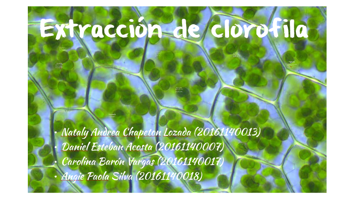 Extracción de clorofila by Carolina Baron on Prezi