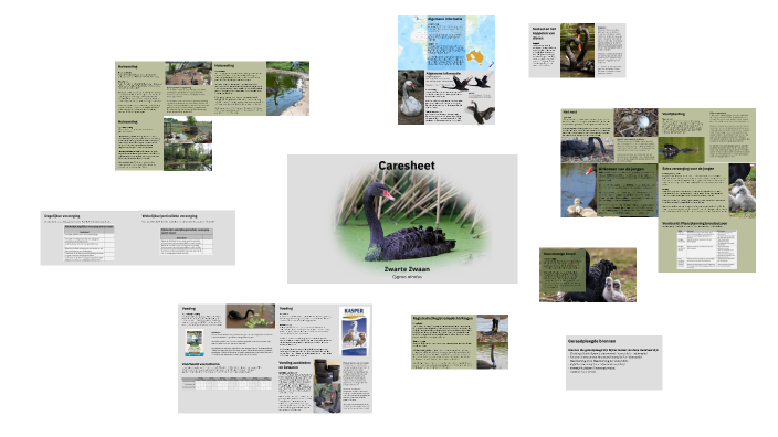 Caresheet Zwarte Zwaan by Kian ten Haaff on Prezi
