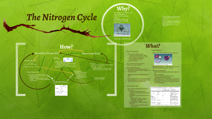 The Nitrogen Cycle by Alex Joaris on Prezi