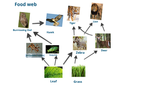 foodweb by zainish hussain