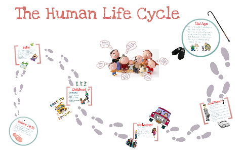 The Human Life Cycle by Natasha Vaccaro on Prezi