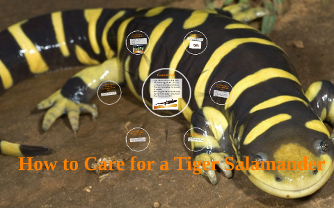 Tiger Salamander Care By Andrew Parsley