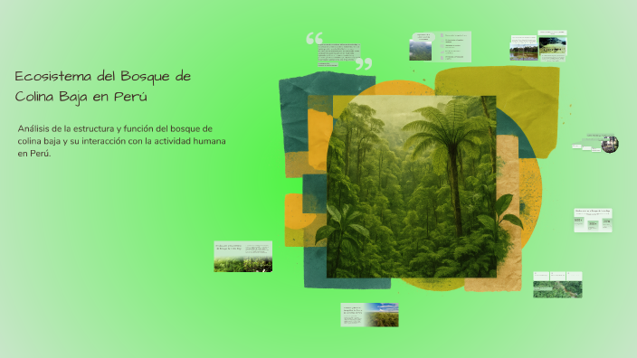 Ecosistema del Bosque de Colina Baja en Perú by Keysy Pitta on Prezi