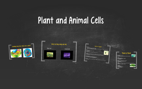 Plant and Animal Cells by Alysha Lyon on Prezi