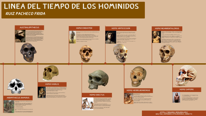 L nea Del Tiempo De Los Hom nidos By Frida Ruiz Pacheco On Prezi