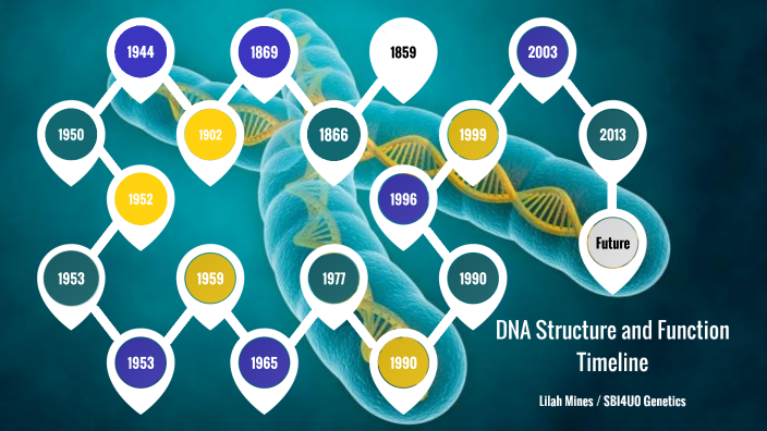 Dna Structure And Function Timeline By Lilah Mines On Prezi 