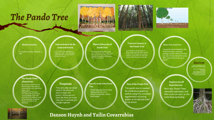 Pando Tree Explained Pando Tree by Yailin Covarrubias on Prezi