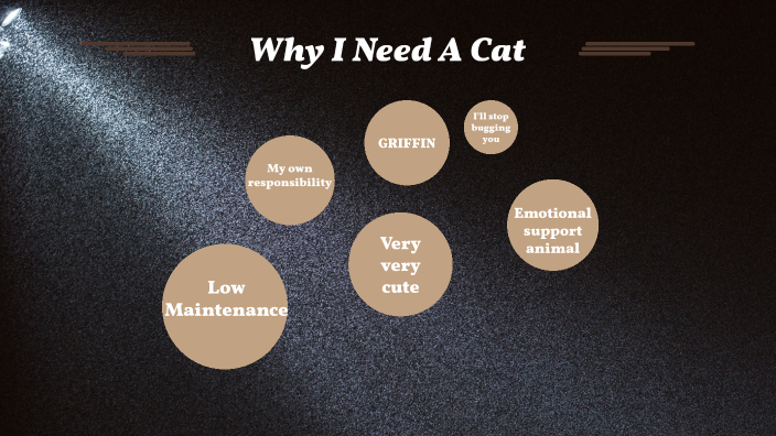 essay on why i should get a cat