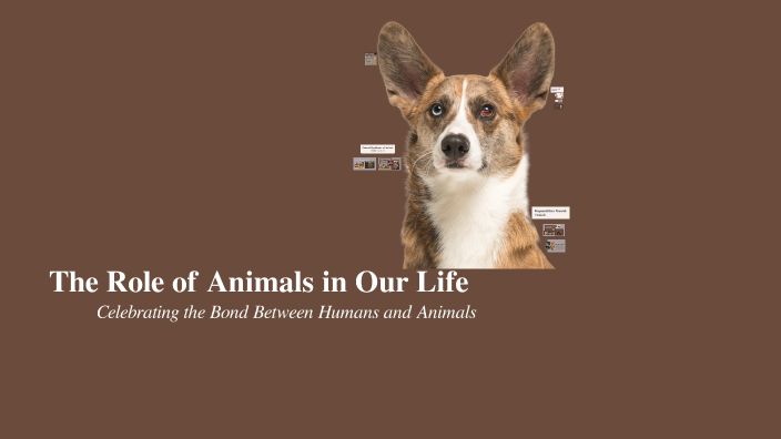 The Role of Animals in Our Life by sarah dietrich on Prezi