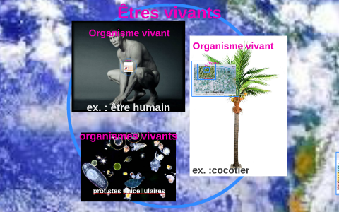 Les Différents Niveaux D'organisation Du Vivant By On Prezi