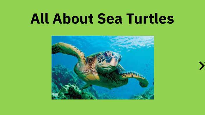Sea Turtle Prezi by L Cecil on Prezi