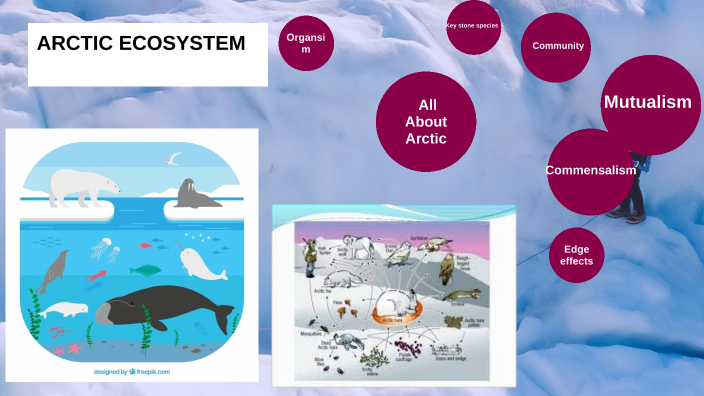 Arctic Ecosystem By Yanyu Chen On Prezi Arctic Ecosystem By Yanyu Chen On Prezi