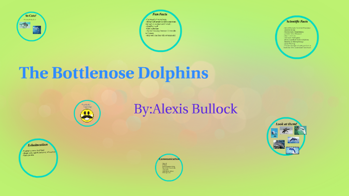 The Bottlenose Dolphin by Elene Planinsek on Prezi