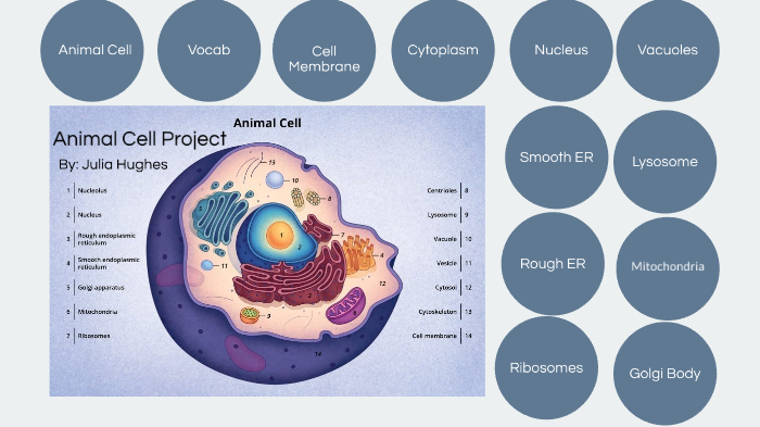 Science Project: Animal Cell by Julia Melissen-Hughes on Prezi