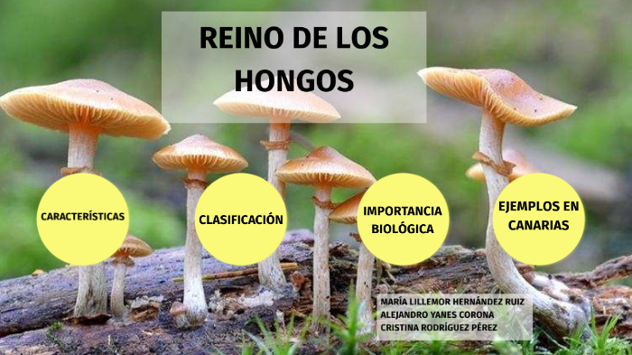 hongos biología by María Lillemor Hernández Ruiz on Prezi