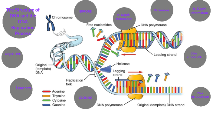 DNA REPLICATION by SHERSANTE REDDIX on Prezi