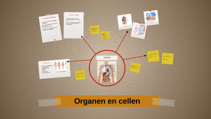 Organen en cellen by Inge Brouwers