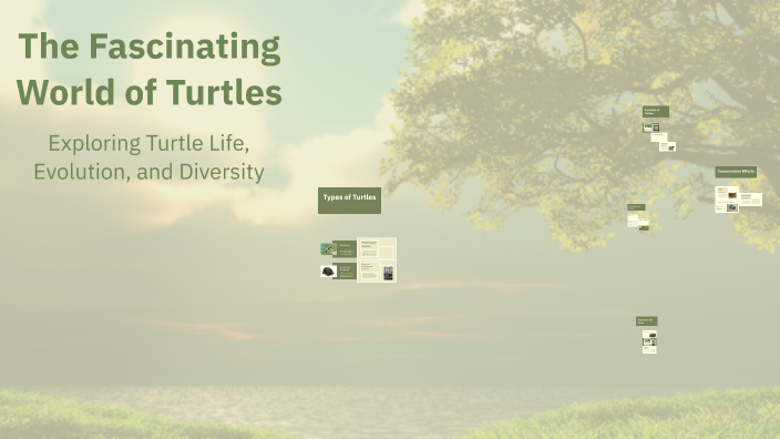 The Fascinating World of Turtles by Sara Khadra on Prezi