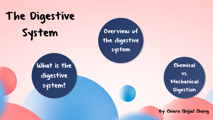 Digestive System by Chiara Zhang on Prezi