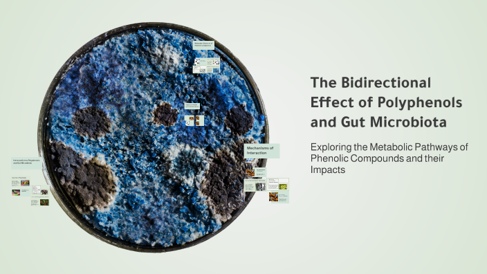 The Bidirectional Effect of Polyphenols and Gut Microbiota by ilayda ...