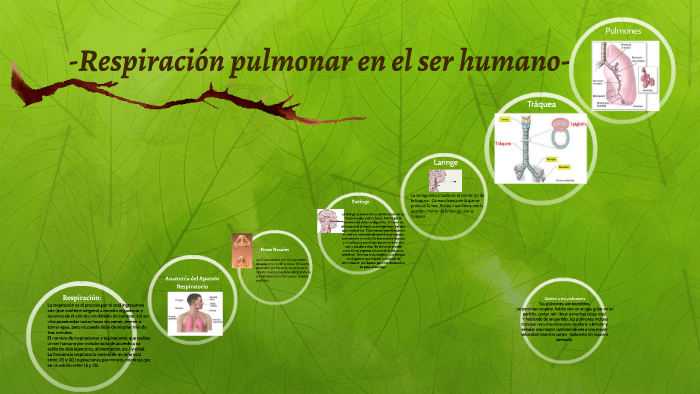 -Respiración pulmonar en el ser humano- by Ma-Nu Lagunes